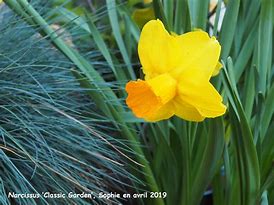 Image result for Narcissus Classic Garden