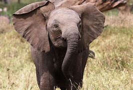 Image result for Mount Kenya Wildlife
