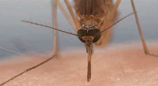 Image result for Imago Mosquito