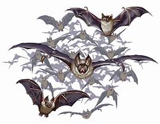 Image result for Vampire Bat Form