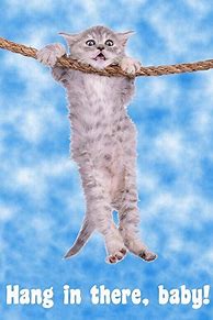 Image result for Hang Up Cat Meme