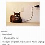 Image result for Cat Crunching Meme
