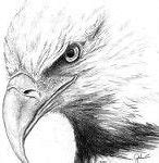 Image result for Beautiful Eagle Drawings