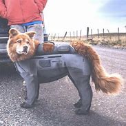 Image result for Waders for Dogs