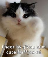 Image result for Fluffy Adorable Kitten Memes