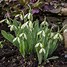 Image result for Galanthus Trumps