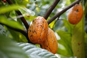 Image result for Cocoa Nut