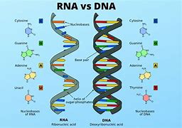 Image result for DNA vs RNA Venn Diagram