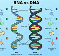 Image result for Animal DNA vs Human DNA