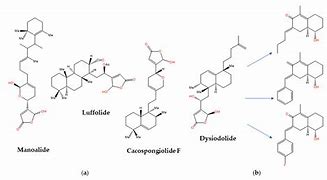 Image result for WHO new drugs COVID-19