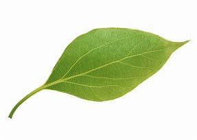 Image result for Apple Plant Leaves