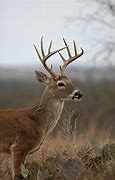 Image result for Whitetail Deer Sacrum