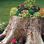 Image result for Tree Stump Planter Ideas