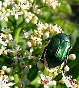 Image result for Shiny Green June Bugs