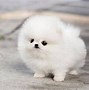Image result for White Teacup Pomeranian Dog