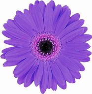 Image result for Pink and Purple Flowers PNG