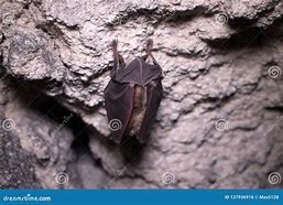 Image result for Sleeping Bat Horror
