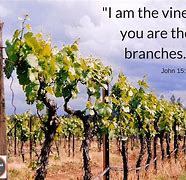 Image result for You Are the Vine I AM the Branch