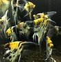 Image result for Angelfish Aquarium Fish