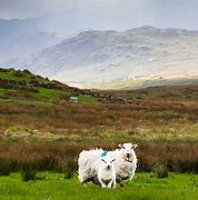 Image result for Snowdonia Sheep