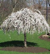 Image result for Flowering Ornamental Trees for Landscaping