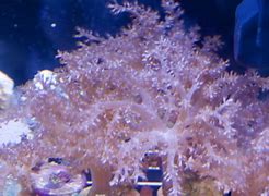 Image result for coral�ferp