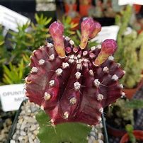 Image result for Purple Grafted Cactus