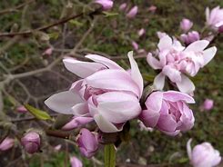 Image result for Magnolia stellata Chrysanthemumiflora