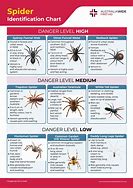 Image result for Spider Insect Identification Chart