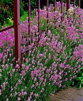 Image result for Lavandula angustifolia Loddon Pink