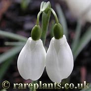 Image result for Galanthus Mrs Thompson