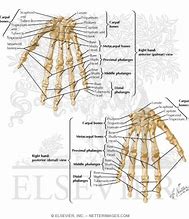Image result for Bones of the Wrist and Hand with Notes