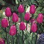Image result for Tulipa Don Quichotte