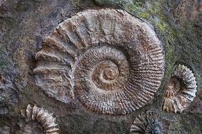 Risultato immagine per fossili
