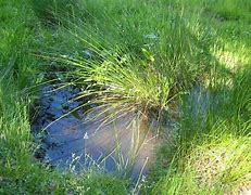 Image result for charco