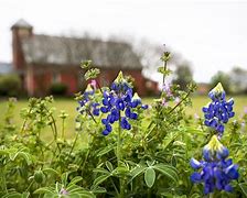 Image result for How to Plant Wildflower Seeds