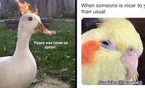 Image result for Awesome Bird Meme