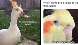 Image result for Bird Tube Meme