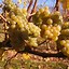 Image result for 2 Lads Late Harvest Riesling Fouch