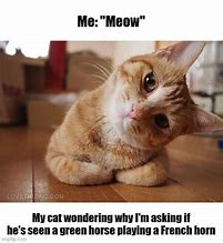 Image result for Cat Asking Questions Meme