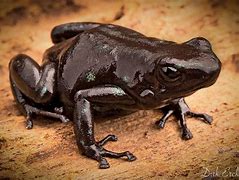 Image result for Black Poison Dart Frog