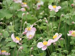 Image result for Anemone hupehensis Little Princess