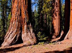 Image result for Mariposa Grove Yosemite National Park