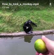 Image result for How to Trick a Monkey Discord Meme