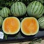 Image result for Anatomy of a Watermelon