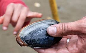Image result for Soft Shell Clams Oregon