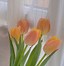 Image result for Hoa Tulip Đa Sắc