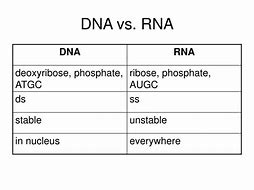 Image result for DNA vs cDNA