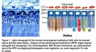 Image result for Pigment Epithelium of Retina Histology