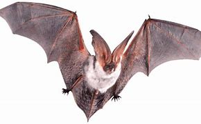 Image result for Bat with Open Wings